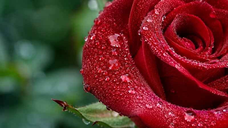Flower Petal Detail