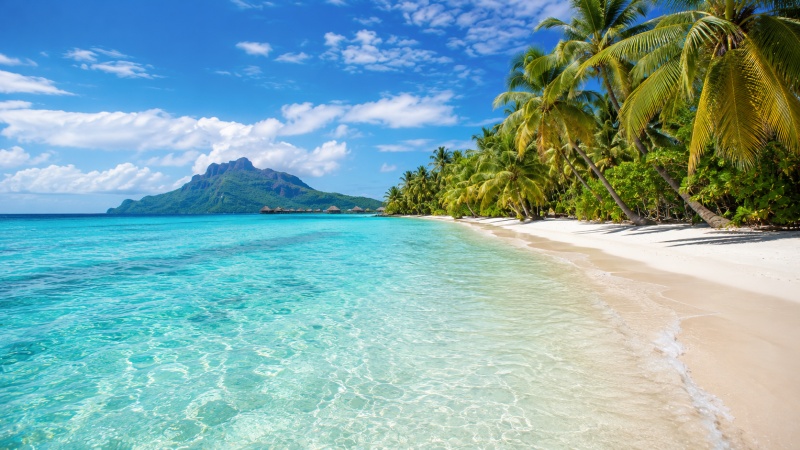 Tropical Beach Paradise